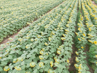 Sunset Drone Images of the Sunflower Field at Dix Park in Raleigh North Carolina: Flowers, Nature, Attractions, Outdoors