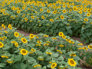 Sunset Drone Images of the Sunflower Field at Dix Park in Raleigh North Carolina: Flowers, Nature, Attractions, Outdoors