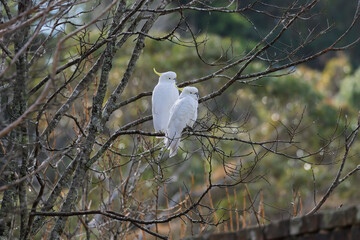 Photograph of white Sulphur Crested Cockatoos sitting in an old leafless tree in the sunshine in a domestic garden in the Blue Mountains in NSW, Australia.