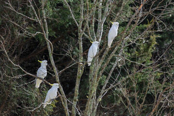 Photograph of white Sulphur Crested Cockatoos sitting in an old leafless tree in the sunshine in a domestic garden in the Blue Mountains in NSW, Australia.