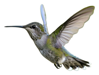 Obraz premium PNG Hummingbird hummingbird hovering animal.