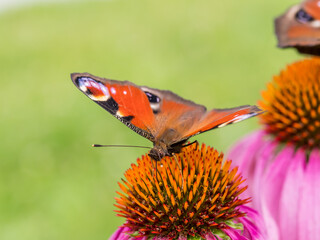 A peacock butterfly (Aglais io), a butterfly from the Nymphalidae family, an insect on a...