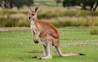 Large australian kangaroo standing in a grassy field