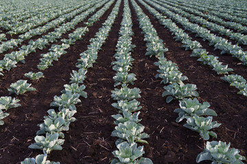Rows of cabbage field on fertile soil - a landscape of organic farming.