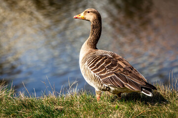 goose on the grass