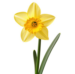 Fototapeta premium Single vibrant yellow daffodil flower with green stem and leaves isolated on transparent background