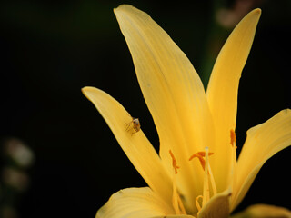 yellow lily flower © Stefan Zimmer 