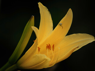 Yellow calla lily © Stefan Zimmer 