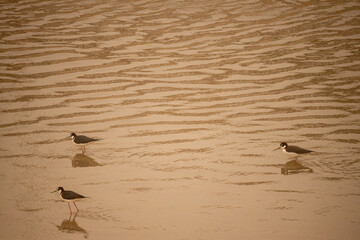 Resilience in Nature at Ciudad Juarez