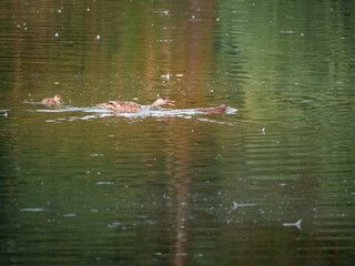 Fototapeta premium Bird in the lake