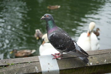 Close up view of a pigeon by a lake surrounded by swans and ducks at Arnot Hill Park, Nottingham,...