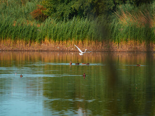 great blue heron