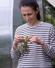 woman with a bunch of thyme in the garden