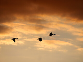 birds in sunset