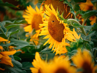 sunflower and bee