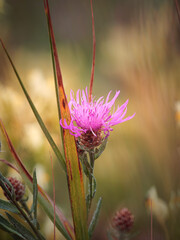 purple thistle flower