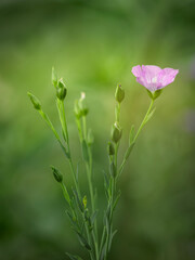 dew on the grass