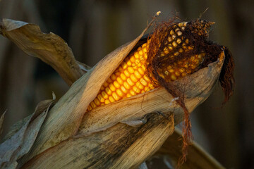 A detailed close-up photograph of a ripe ear of corn still attached to the stalk in a cornfield. The golden yellow kernels are exposed through a partially peeled, dried husk, highlighting the texture 