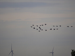 birds in flight