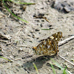 Close-up of a Painted Lady butterfly (Vanessa cardui) with wings open, resting on soil among grass. Highlights natural patterns, insect beauty, and outdoor biodiversity.
