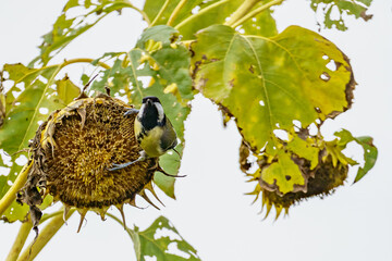 A Great Tit (Parus major) bird hangs on a mature sunflower head, feeding on seeds amid damaged...