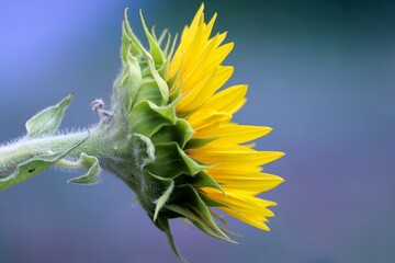 Blüte einer Sonnenblume