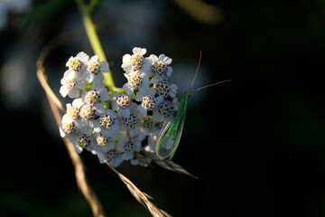 Naturfoto Florfliege Chrysopidae und weiße Blüte vor dunklem Hintergrund - Stockfoto