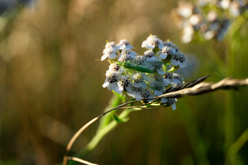 Naturfoto Florfliege Chrysopidae und weiße Blüte vor hellbraunem Hintergrund - Stockfoto