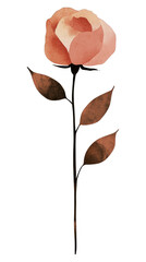 PNG Aesthetic rose art illustration flower.