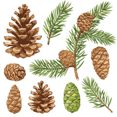 Obraz premium Watercolor pine cones and conifer branches illustration on white