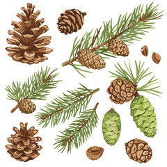 Fototapeta premium Watercolor pine cones and conifer branches illustration on white