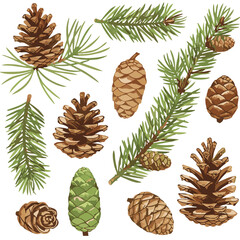 Obraz premium Watercolor pine cones and conifer branches illustration on white