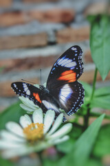 butterfly on a flower