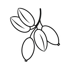 Macro View of Manzanita Seeds