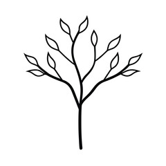 Manzanita Used in Traditional Native Rituals