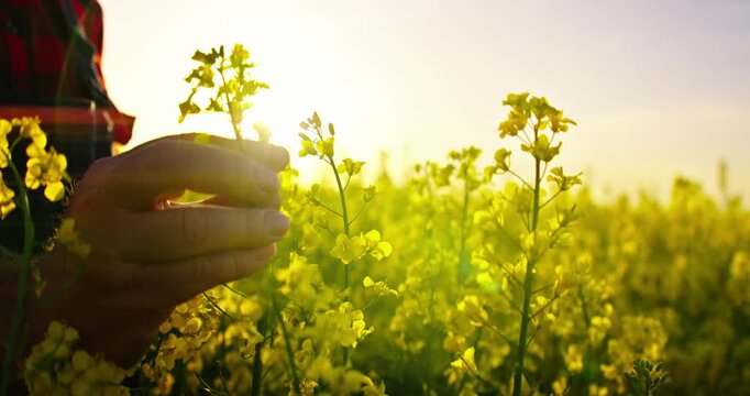 Love Nature And Care About Ecology, Closeup Of Farmer Hand Touching Blooming Rape Plants