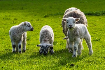 Sheeps and farms over Coniston Water, Lake District National Park, Cumbria, England