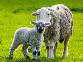 Sheeps and farms over Coniston Water, Lake District National Park, Cumbria, England