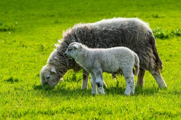 Obraz premium Sheeps and farms over Coniston Water, Lake District National Park, Cumbria, England