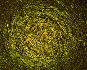 Close-up of green straw spiral texture,