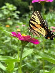 butterfly on flower