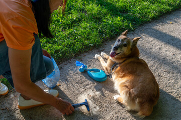 Outdoor Dog Grooming: Brushing Loose Fur and Collecting it for a Clean