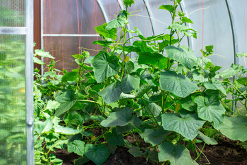 Bean planting greenhouse, corridor, illuminated greenhouse