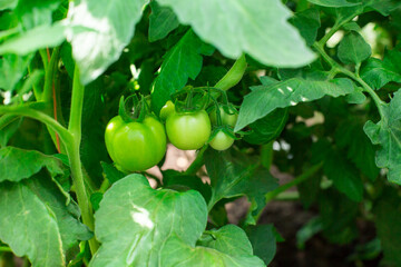 Growing Tomatoes, organic farming. The concept of a home garden.