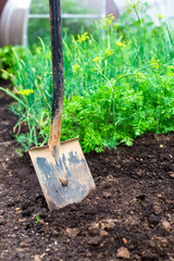 One shovel sticking out of ground on sunny day, closeup. Gardening season