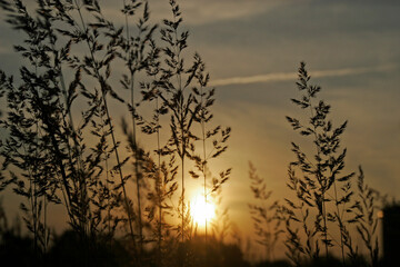 Sunset on a Meadow