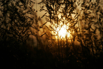 Obraz premium Sunset on a Meadow