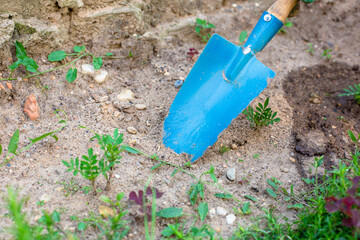 A close-up of a woman's hands digging a hole in hard brown soil using a small shovel. Outdoor work:...