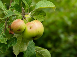 Unripe Green Apples with Red Blushes Growing on a Tree Branch