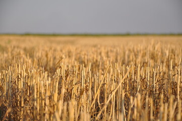 Wheat field after harvest in soft evening light. Agricultural landscape © Julia  Kalashnikova